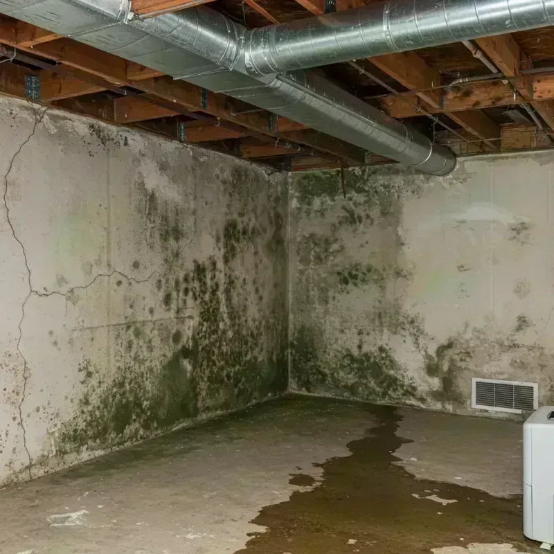 Professional Mold Removal in Elmwood Park, IL